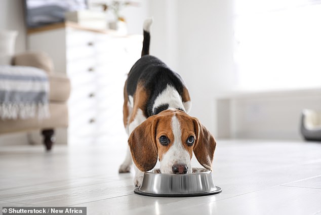 84964415-13426601-A_cute_beagle_puppy_eating_out_of_a_bowl_stock_image_-a-27_1715958835088.jpg