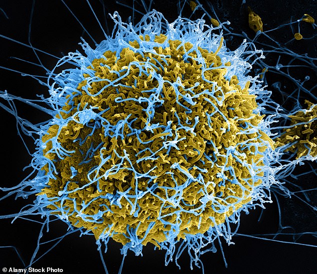 84395317-13377471-Chinese_scientists_have_engineered_virus_to_contain_parts_of_Ebo-a-1_1714995533626.jpg