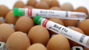 84519341-0-Bird_flu_could_cause_the_next_pandemic_in_humans_the_CDC_has_war-a-175_1715018487929.jpg