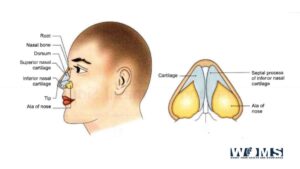 anatomy-of-the-nose.jpg