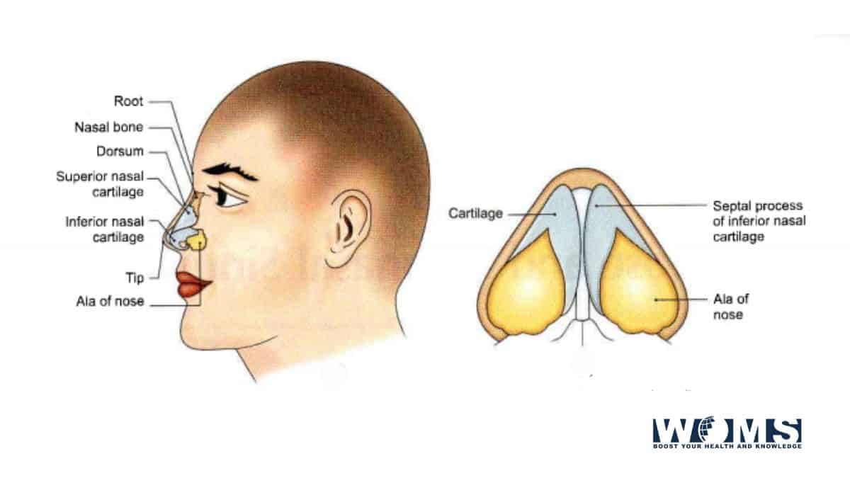 anatomy-of-the-nose.jpg